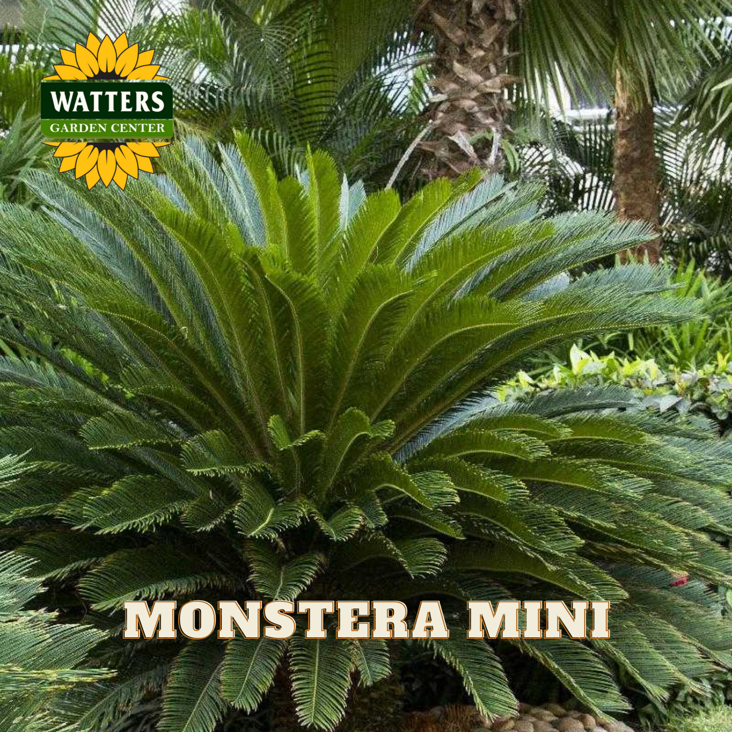 Monstera Mini plant with Watters Garden Center logo in the corner