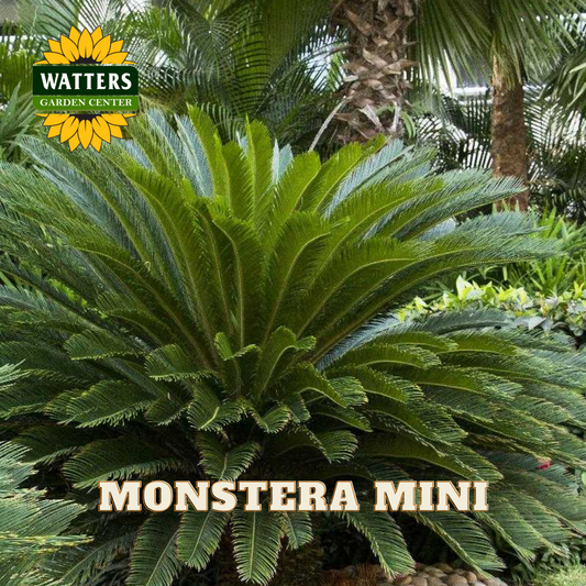 Monstera Mini plant with Watters Garden Center logo in the corner