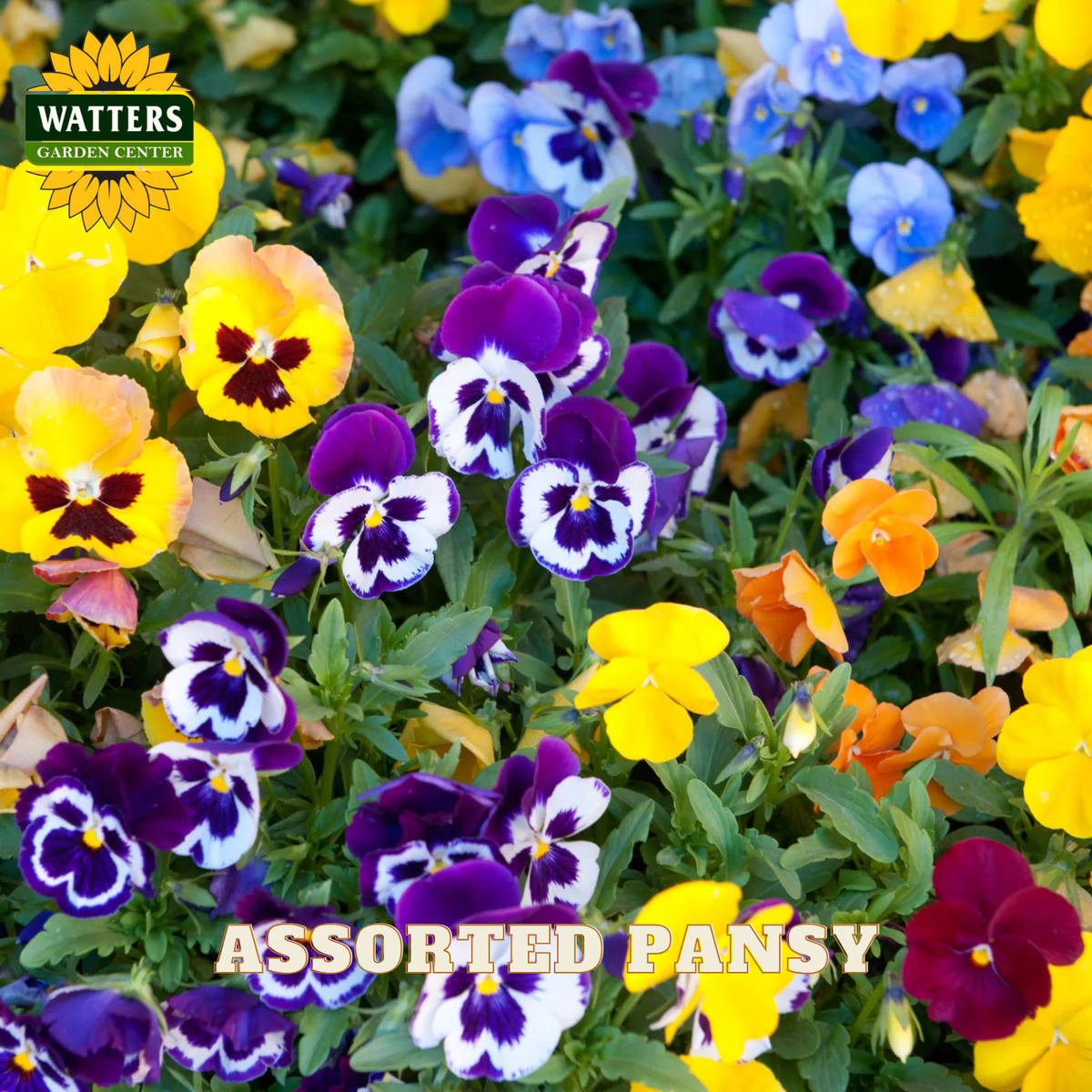 Assorted pansy flowers with Watters Garden Center logo in the corner.