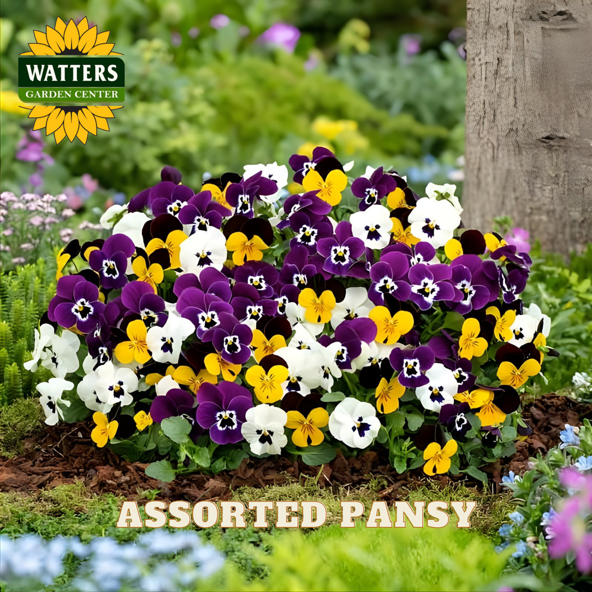 Assorted pansy flowers in a garden setting with Watters Garden Center branding.