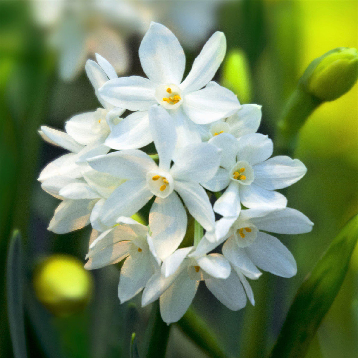 Narcissus - Paperwhite Ziva (14/15 cm)