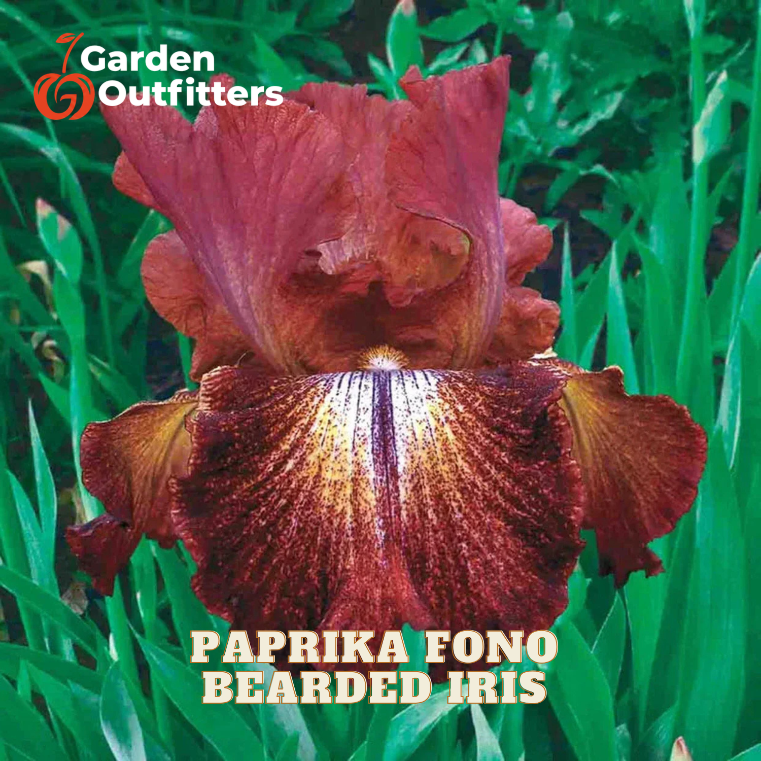 A close-up of a Paprika Fono bearded iris flower in deep burgundy and maroon tones with a yellow-and-purple center, growing among green leaves. The text 'Garden Outfitters' appears in the top left, and 'PAPRIKA FONO BEARDED IRIS' is printed at the bottom.