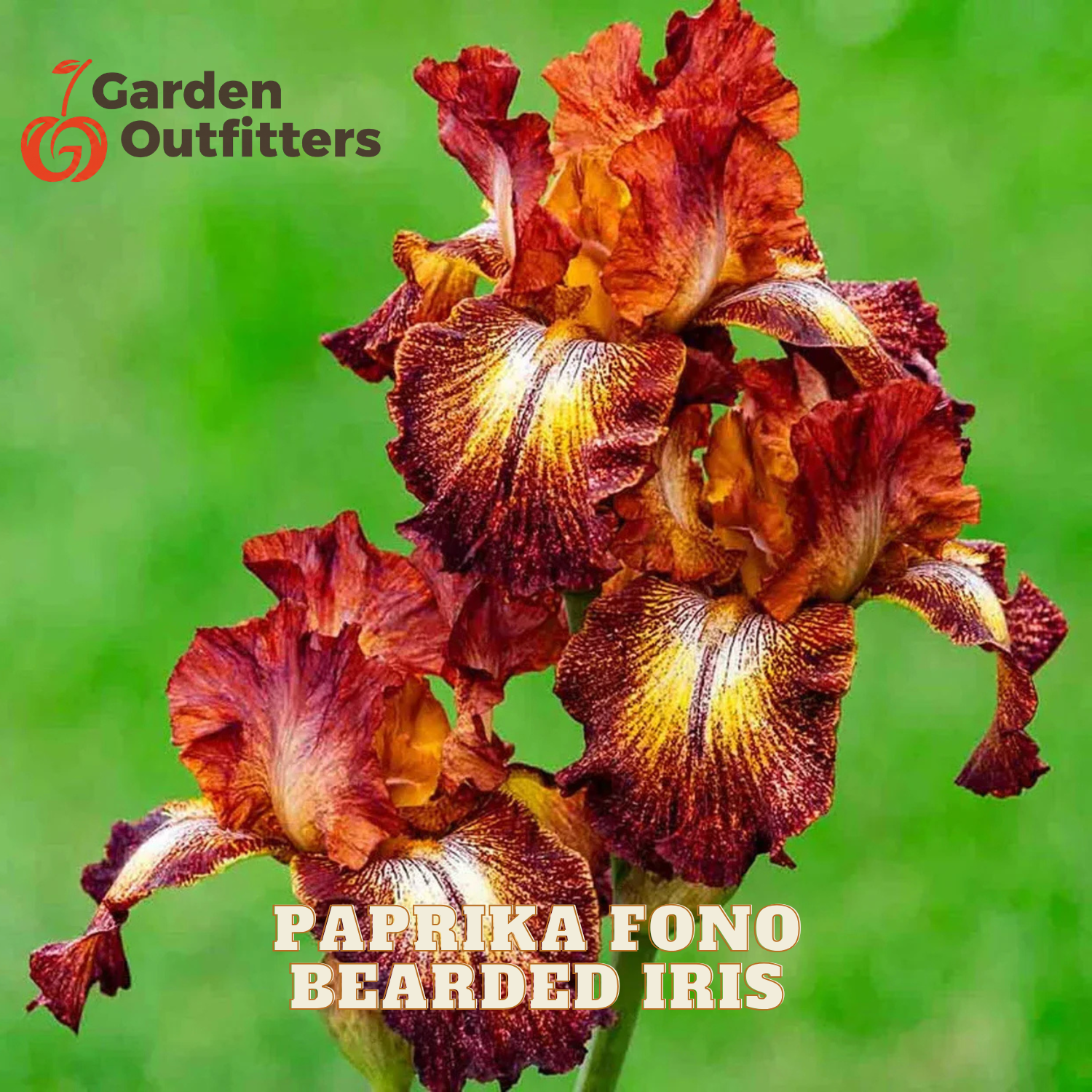 A close-up of Paprika Fono bearded iris flowers with ruffled dark red, orange, and yellow petals against a soft green blurred background. Garden Outfitters logo appears in the top left, and the text 'PAPRIKA FONO BEARDED IRIX' is printed at the bottom.
