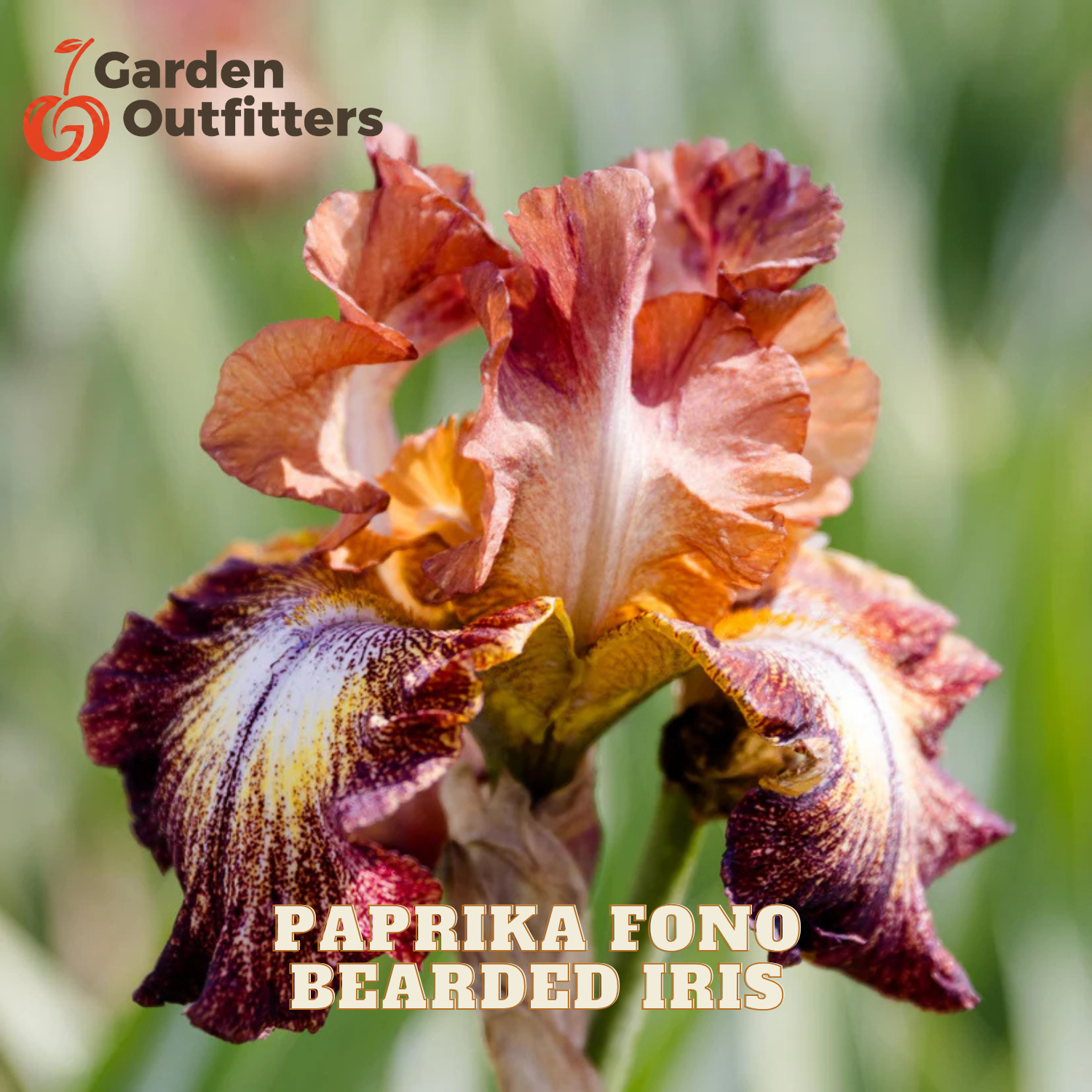 A close-up of a Paprika Fono Bearded Iris flower with ruffled peach, orange, and deep burgundy-purple petals, shown outdoors against a blurred green background. The Garden Outfitters logo appears in the top left, and the text 'PAPRIKA FONO BEARDED IRIS' appears at the bottom.