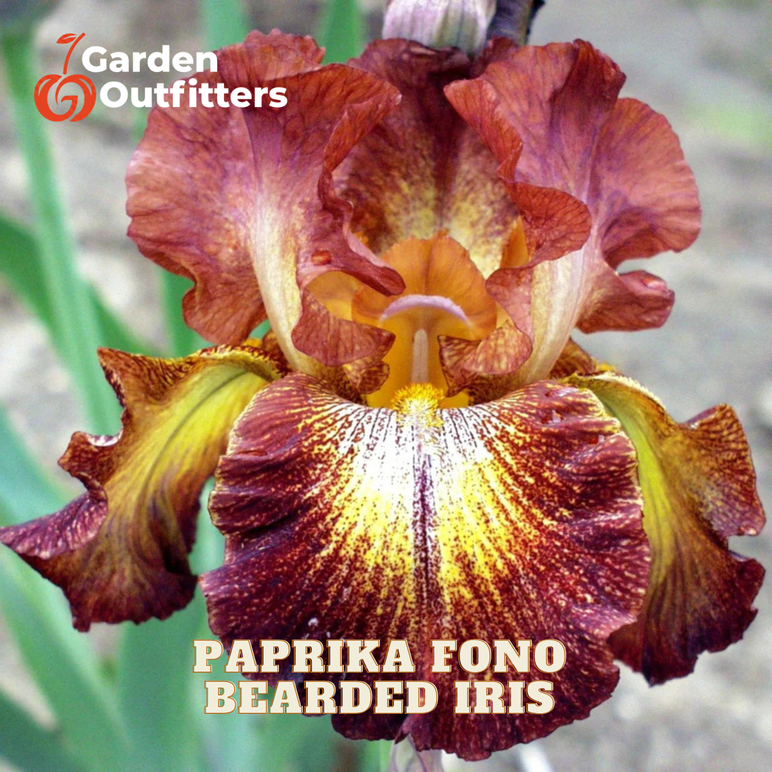 A close-up of a Paprika Fono bearded iris flower with dark burgundy, brown, and yellow marbled petals, featuring green leaves in the blurred background. The 'Garden Outfitters' logo is visible in the top left, and 'PAPRIKA FONO BEARDED IRIS' text is at the bottom.
