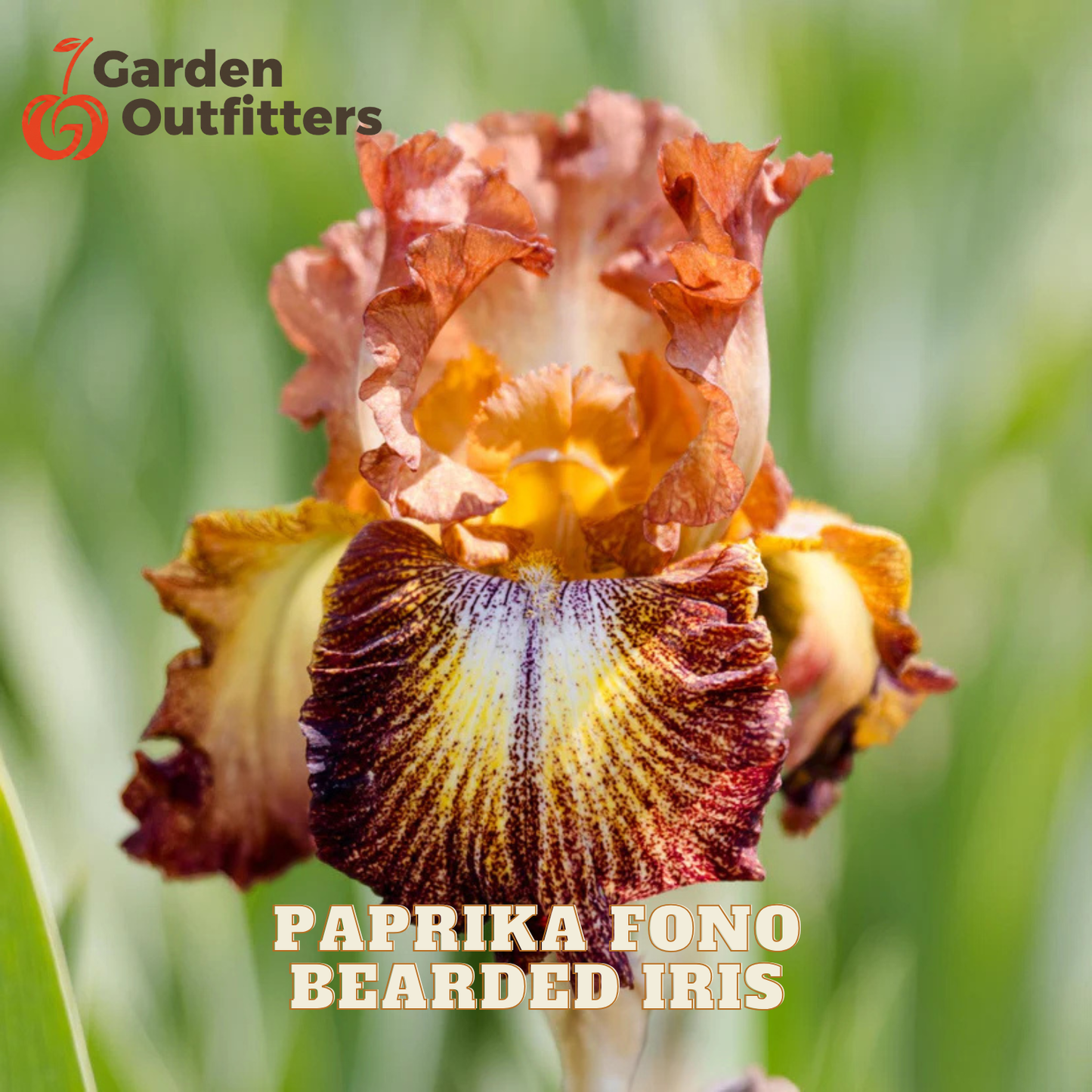 A close-up of a Paprika Fono bearded iris flower with ruffled reddish-brown petals and a yellow-and-purple center, shown against a blurred green garden background. The Garden Outfitters logo appears in the top left, and the text 'PAPRIKA FONO BEARDED IRIS' appears at the bottom.