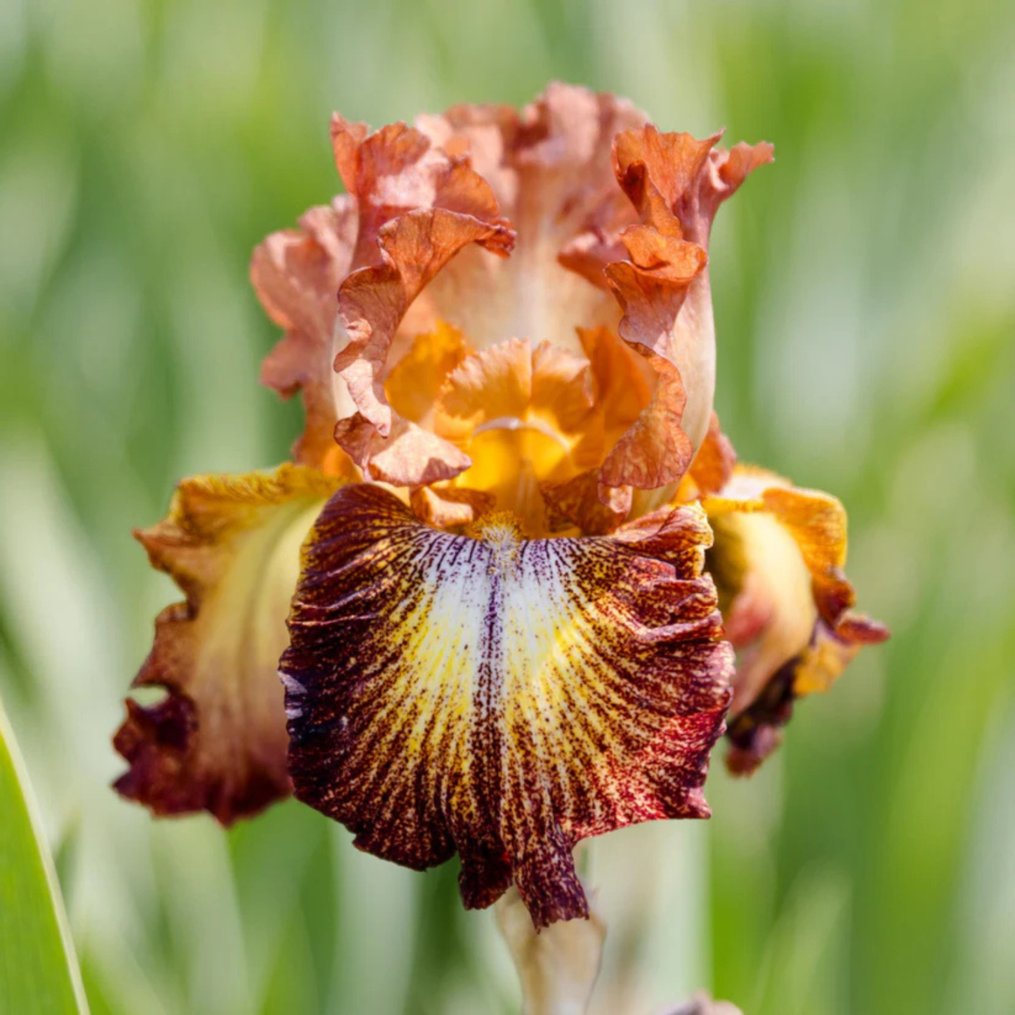 A close-up of a single iris flower with ruffled petals in warm orange, brown, yellow, and deep burgundy tones against a soft green blurred background.