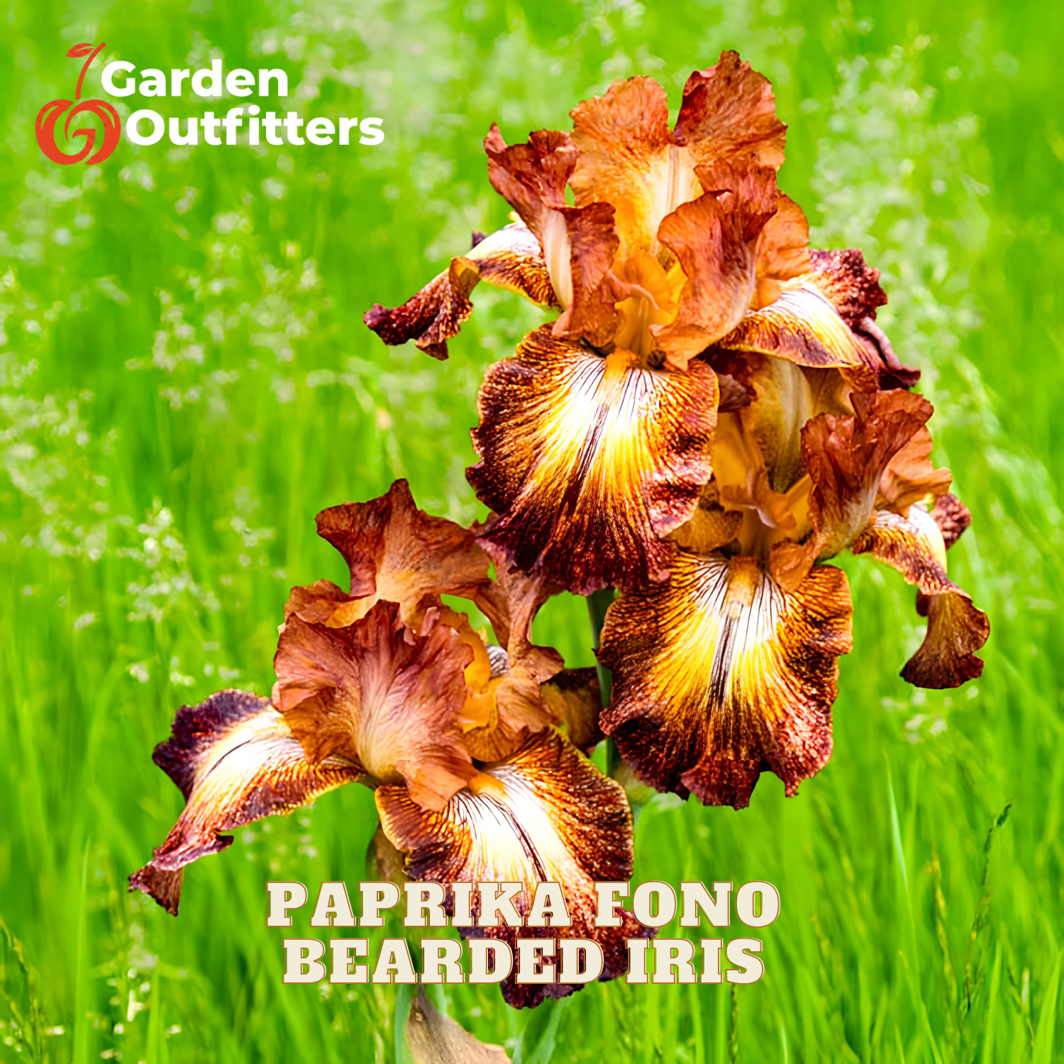 Paprika Fono bearded iris flowers in a rich brown, orange, and yellow variegated pattern, set against a bright green grassy background. The Garden Outfitters logo is visible in the top left, and the text 'PAPRIKA FONO BEARDED IRIS' is displayed at the bottom.