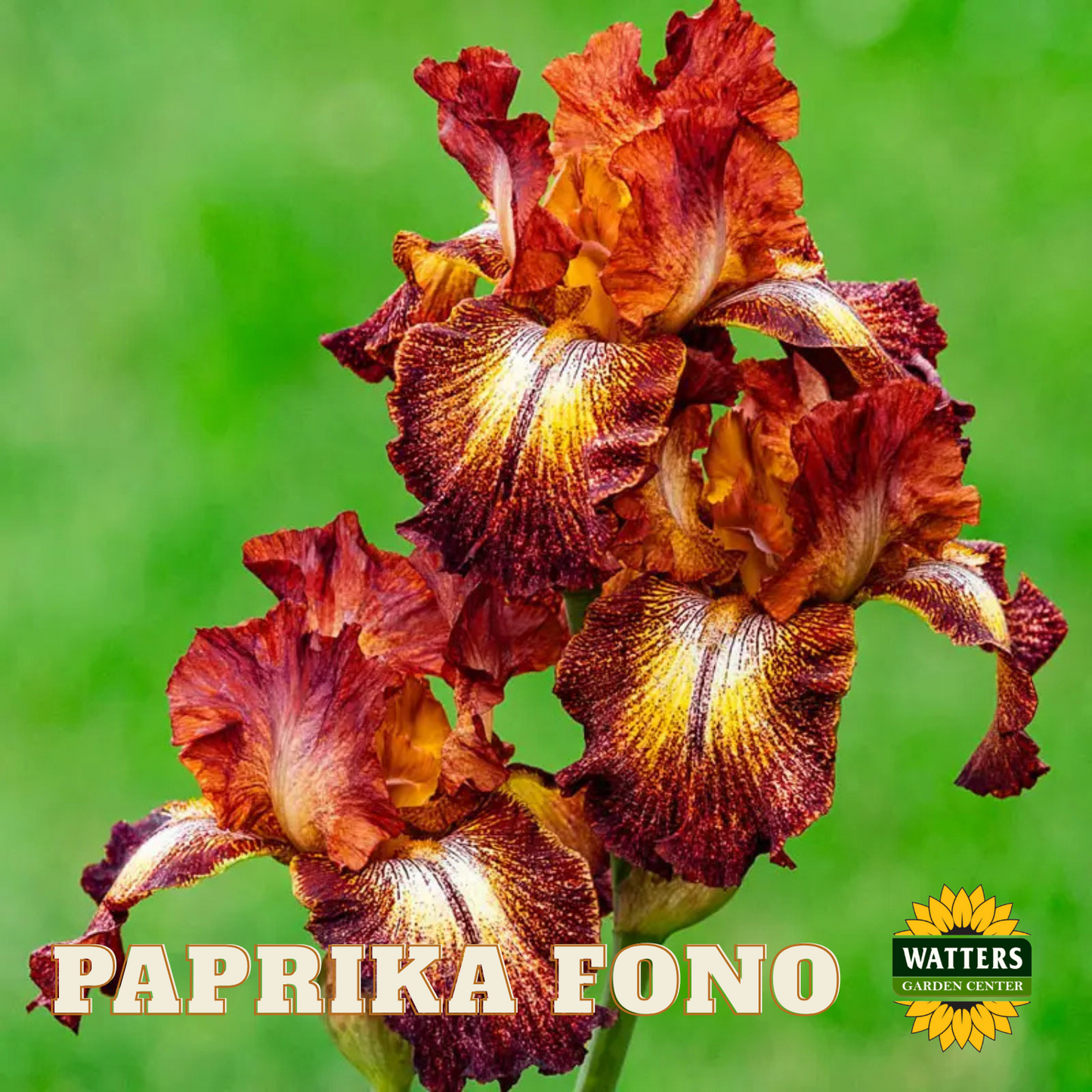 Paprika Fono Bearded Iris - Reblooming