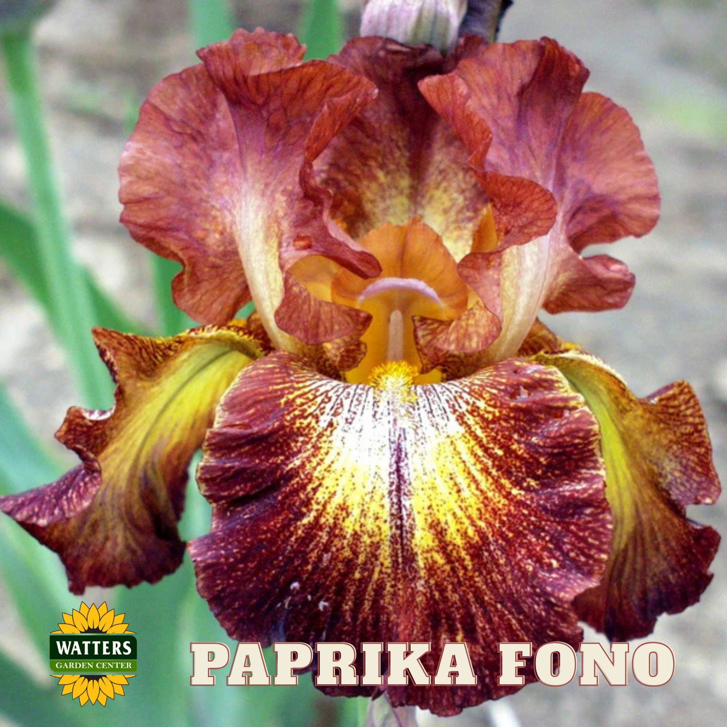 Paprika Fono Bearded Iris - Reblooming