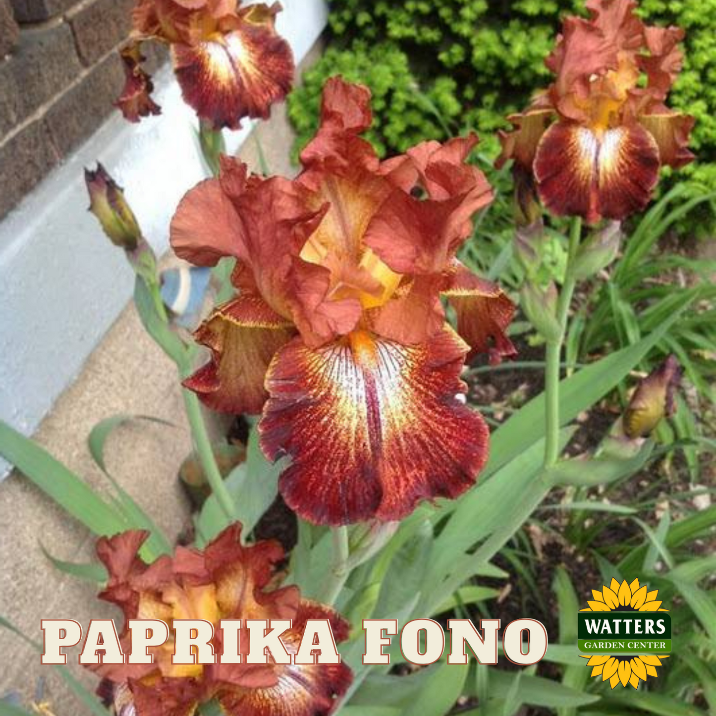 Paprika Fono Bearded Iris - Reblooming