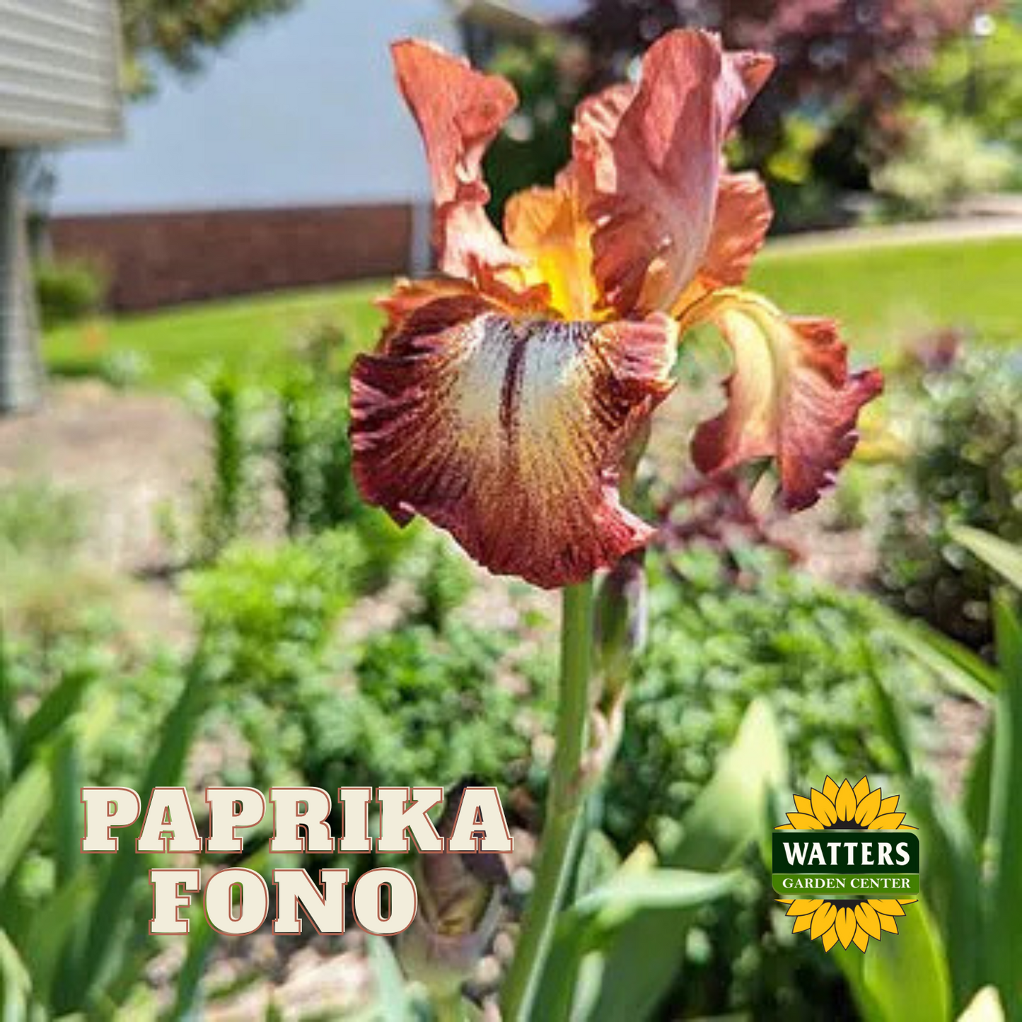 Paprika Fono Bearded Iris - Reblooming