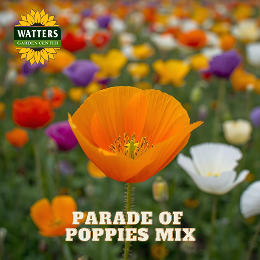 Orange poppy flower with blurred background of colorful flowers and Watters Garden Center logo.