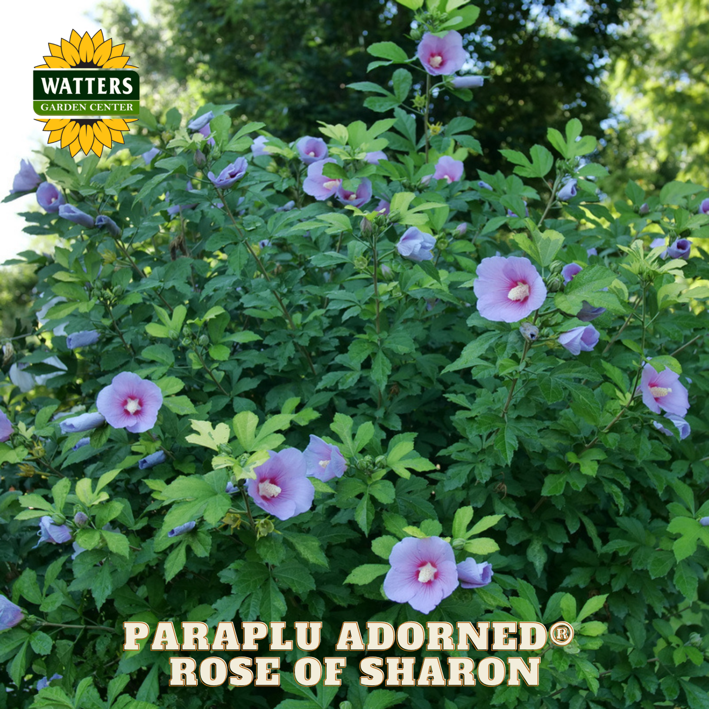 Rose of Sharon plant with pink flowers and green leaves, branded with Watters Garden Center.