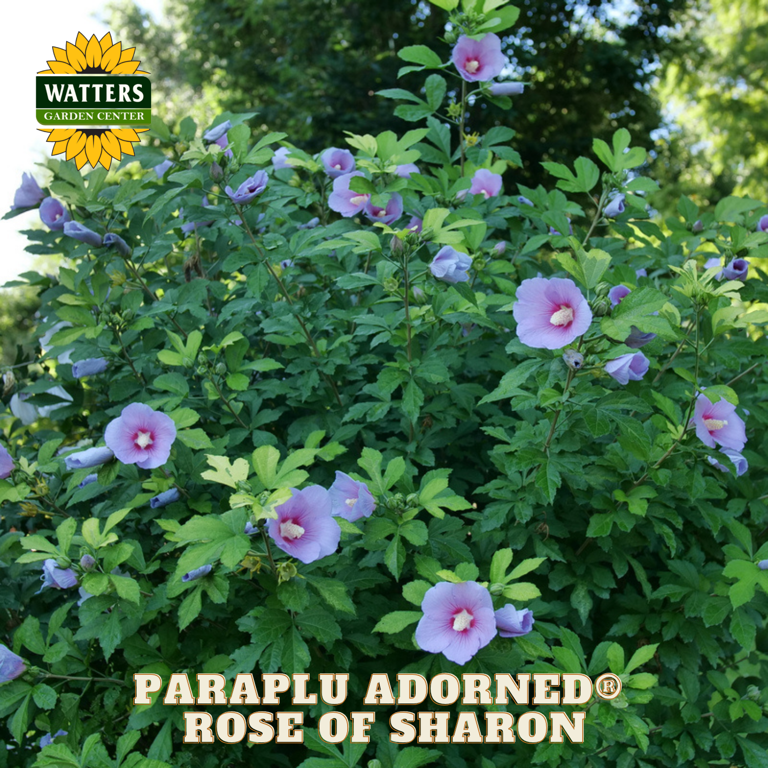 Rose of Sharon plant with pink flowers and green leaves, branded with Watters Garden Center.