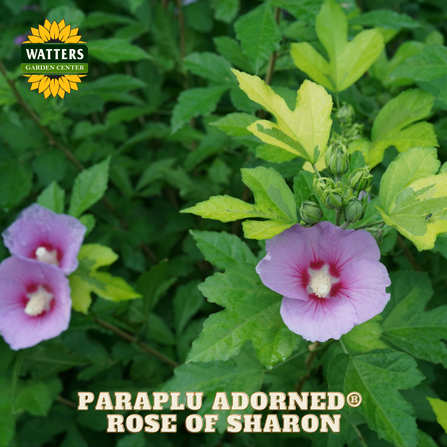 Purple flowers with green leaves and Watters Garden Center logo.