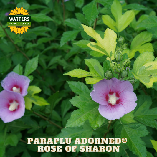 Purple flowers with green leaves and Watters Garden Center logo.