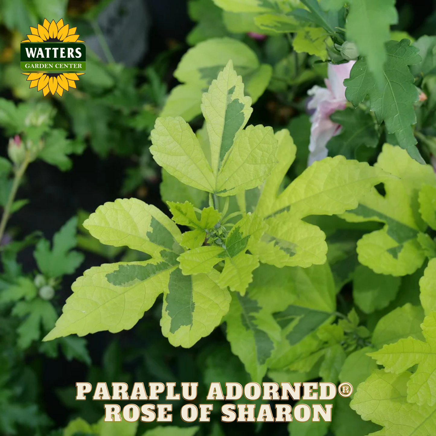 Green plant with 'Paraplu Adorned Rose of Sharon' text and Watters Garden Center logo.
