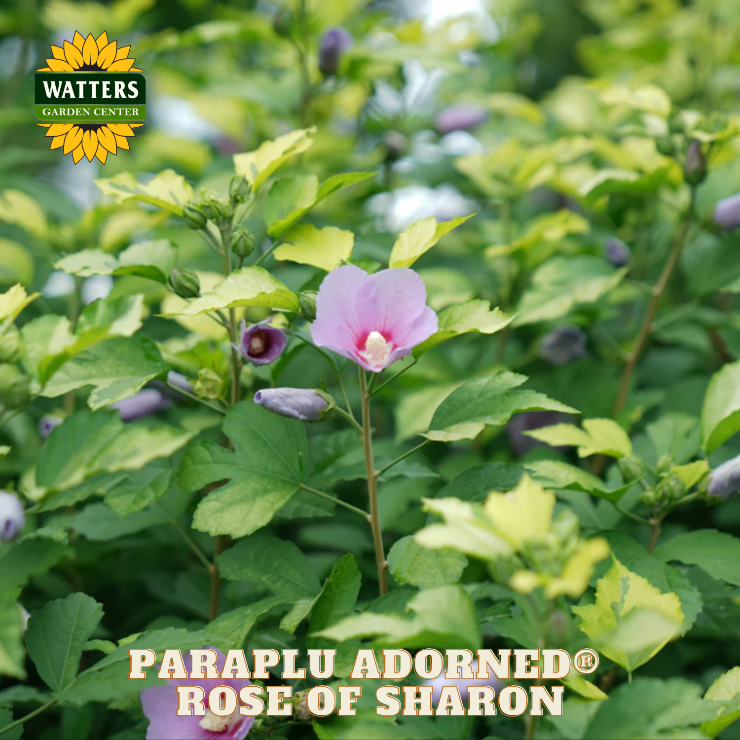 Pink flower with green leaves and Watters Garden Center logo.