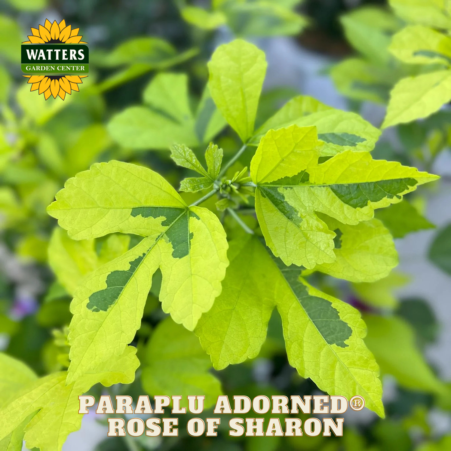 Close-up of green leaves with 'Watters Garden Center' logo and 'Paraplu Adorned Rose of Sharon' text.