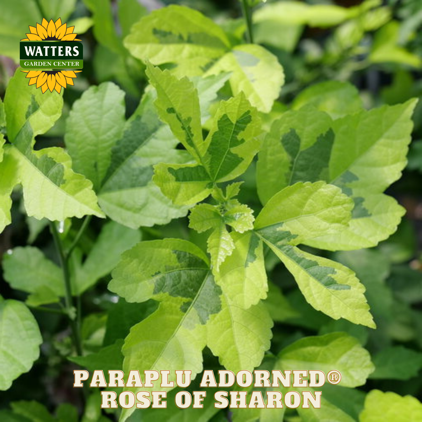 Green plant with 'Watters Garden Center' logo and 'Paraplu Adorned Rose of Sharon' text.