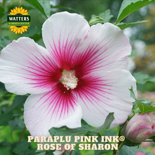 White and pink flower with 'Watters Garden Center' logo and 'Paraplu Pink Ink Rose of Sharon' text.
