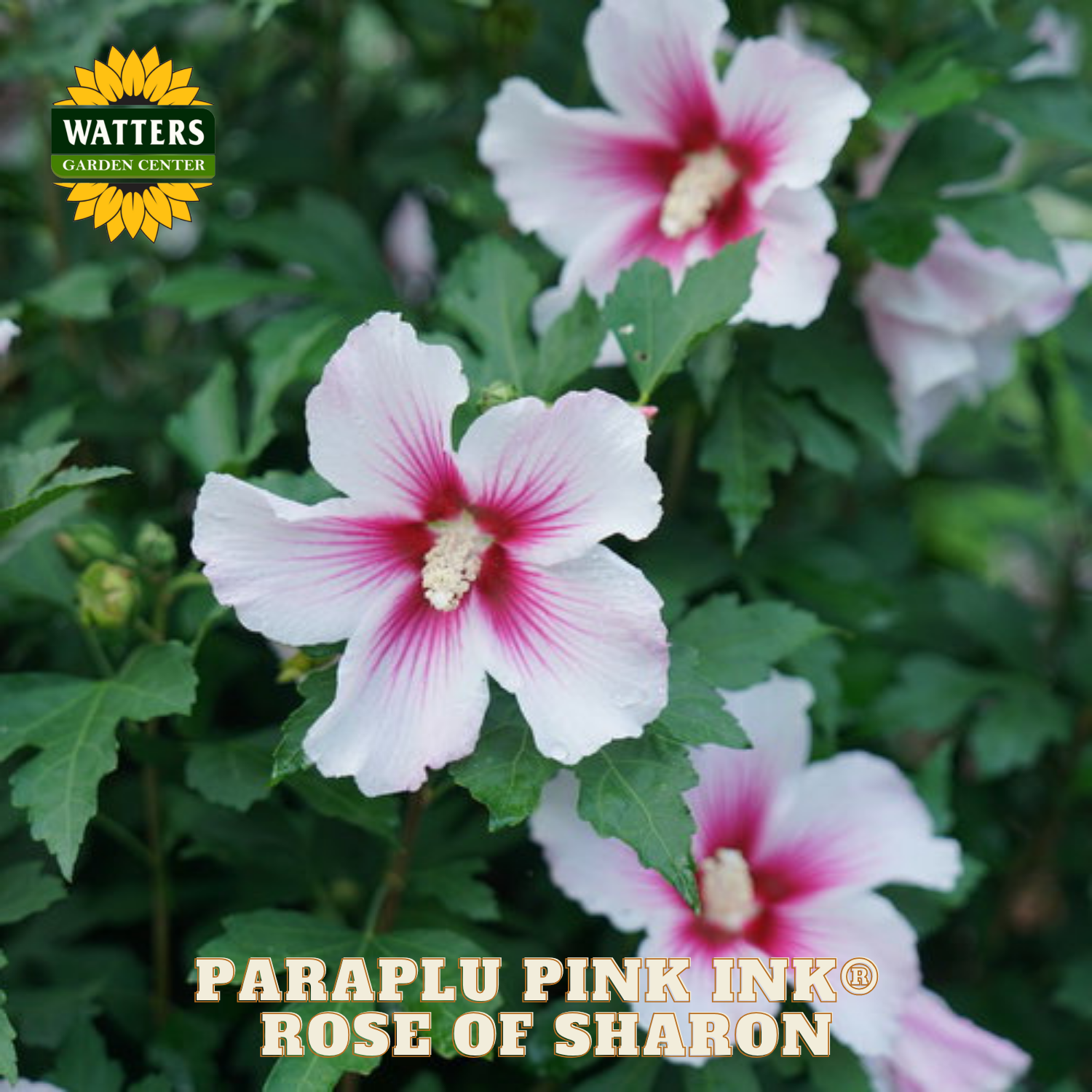 Pink and white flowers with green leaves, labeled 'Paraplu Pink Ink Rose of Sharon' from Watters Garden Center.