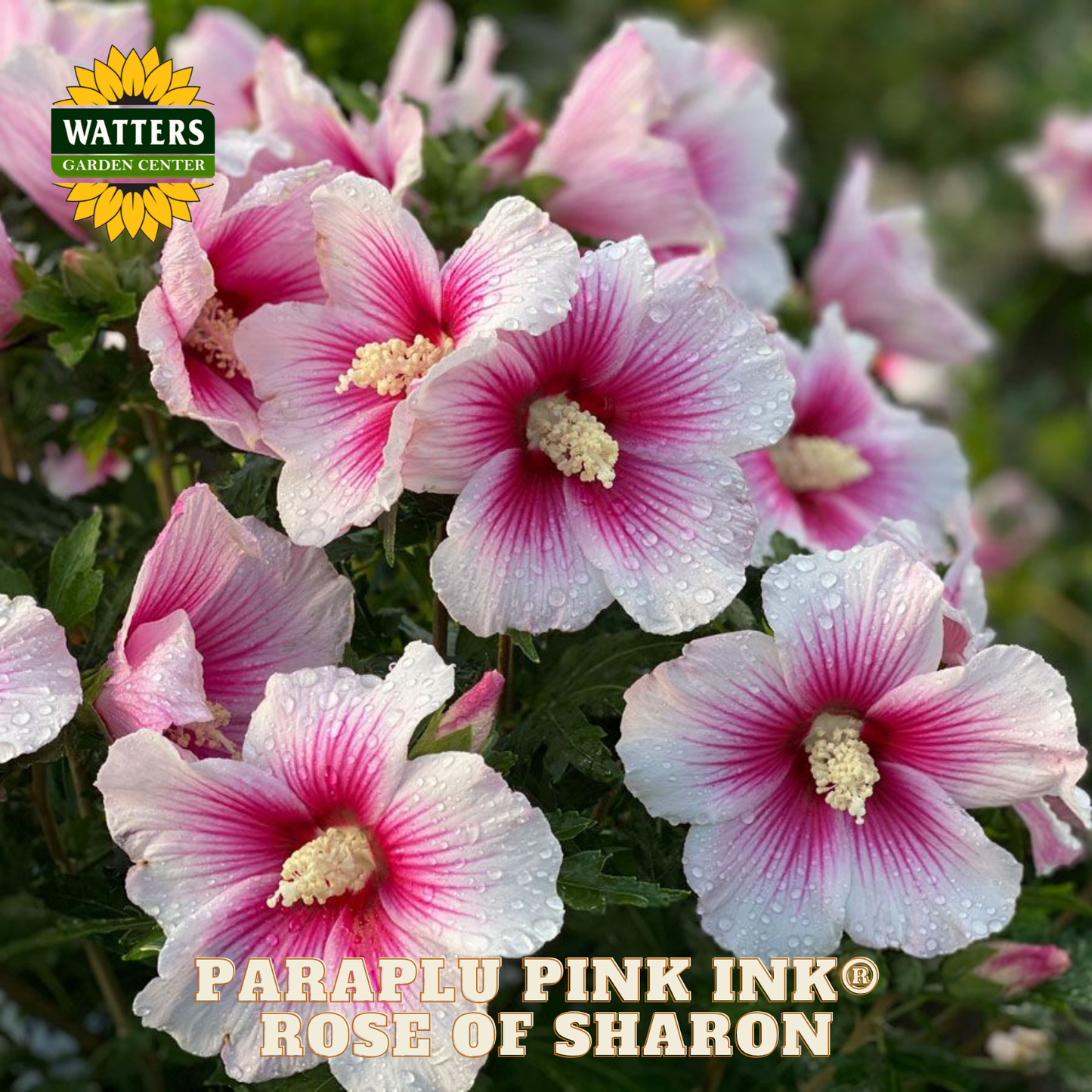 Pink and white flowers with 'Watters Garden Center' logo and 'Paraplu Pink Ink Rose of Sharon' text.