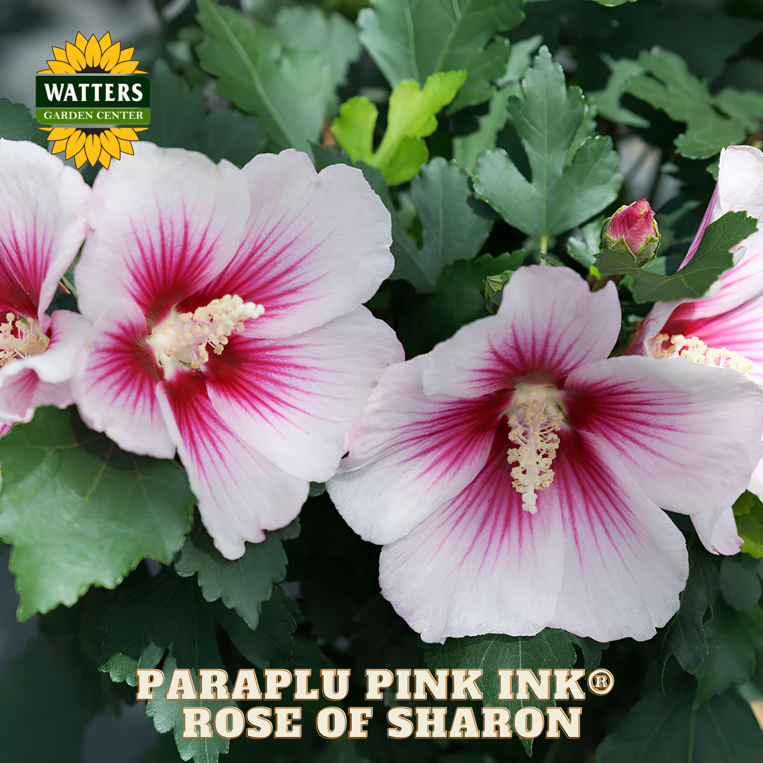 Pink and white flowers with green leaves, labeled 'Paraplu Pink Ink Rose of Sharon' by Watters Garden Center.