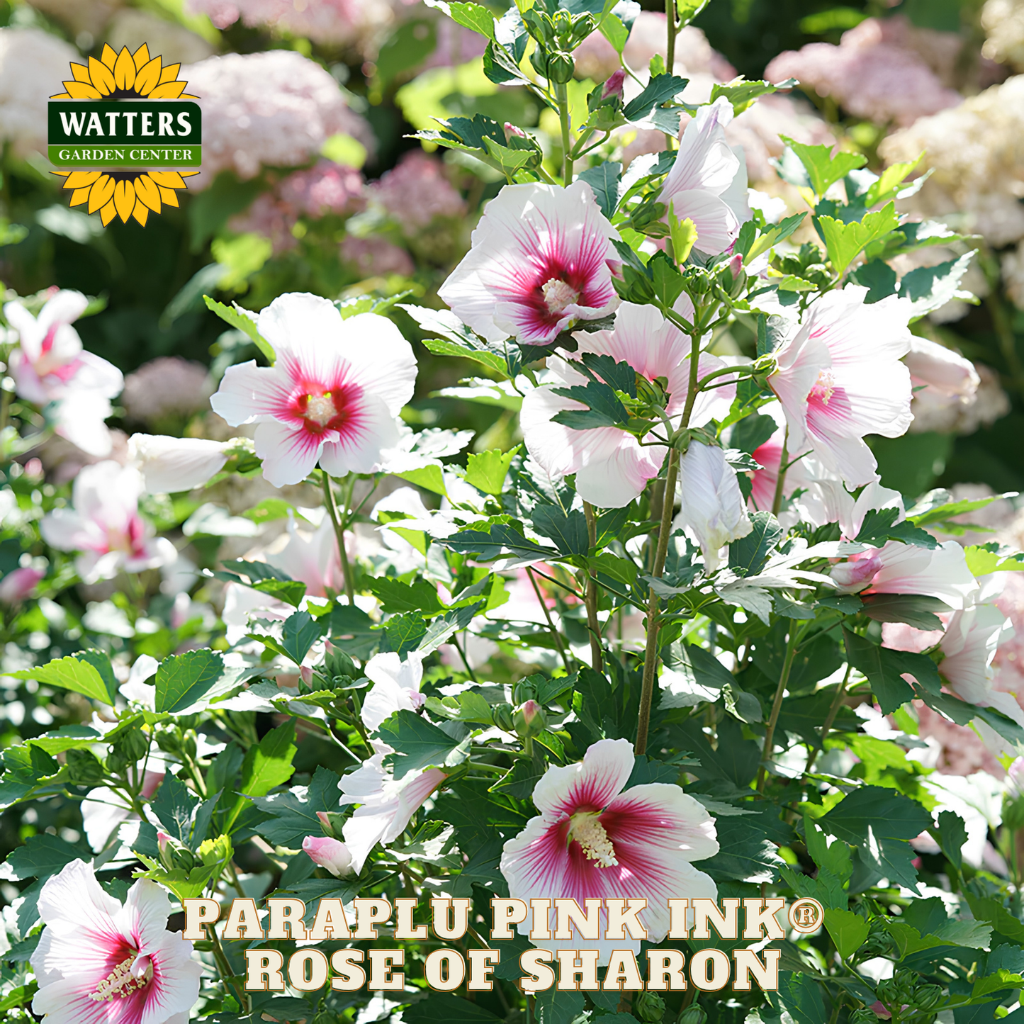 Pink and white flowers with green leaves, labeled 'Watters Garden Center' and 'Harpalu Pink Ink Rose of Sharon'.