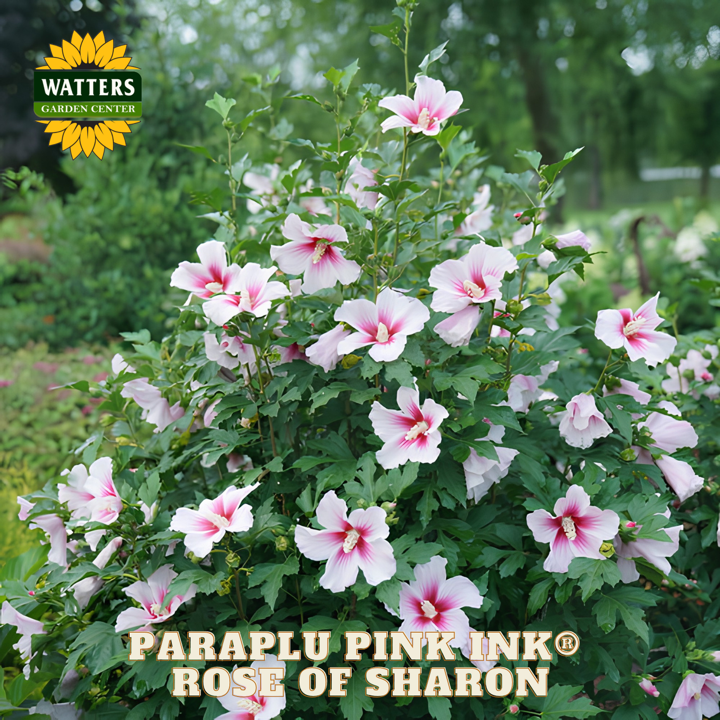 Paraplu Pink Ink Rose of Sharon plant with green leaves and pink flowers, branded with Watters Garden Center.