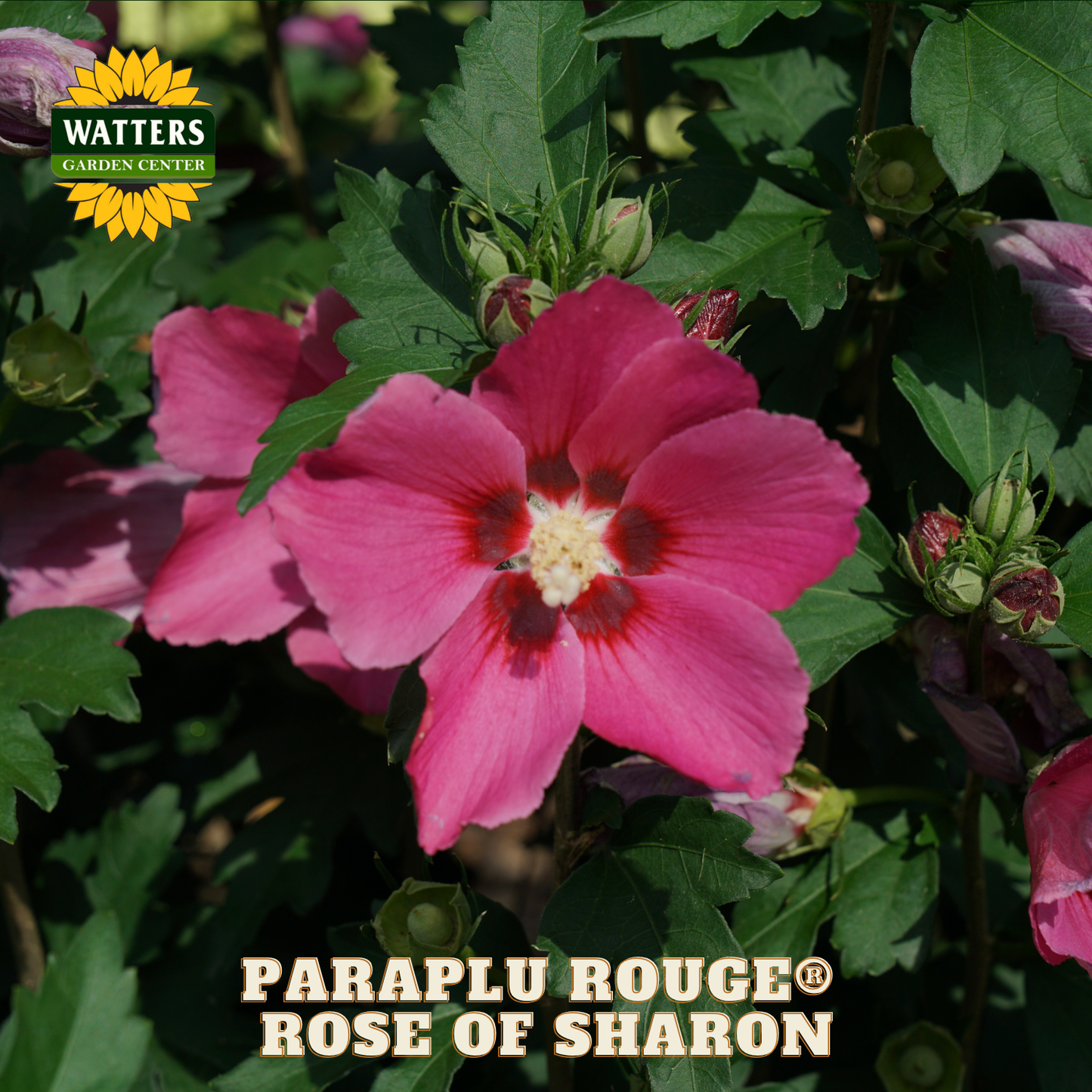 Pink flower with green leaves and Watters Garden Center branding.