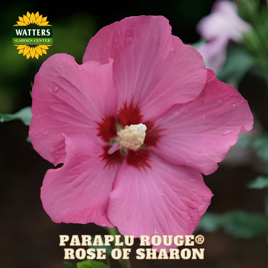 Pink flower with red center labeled 'Paraplu Rouge Rose of Sharon' from Watters Garden Center.
