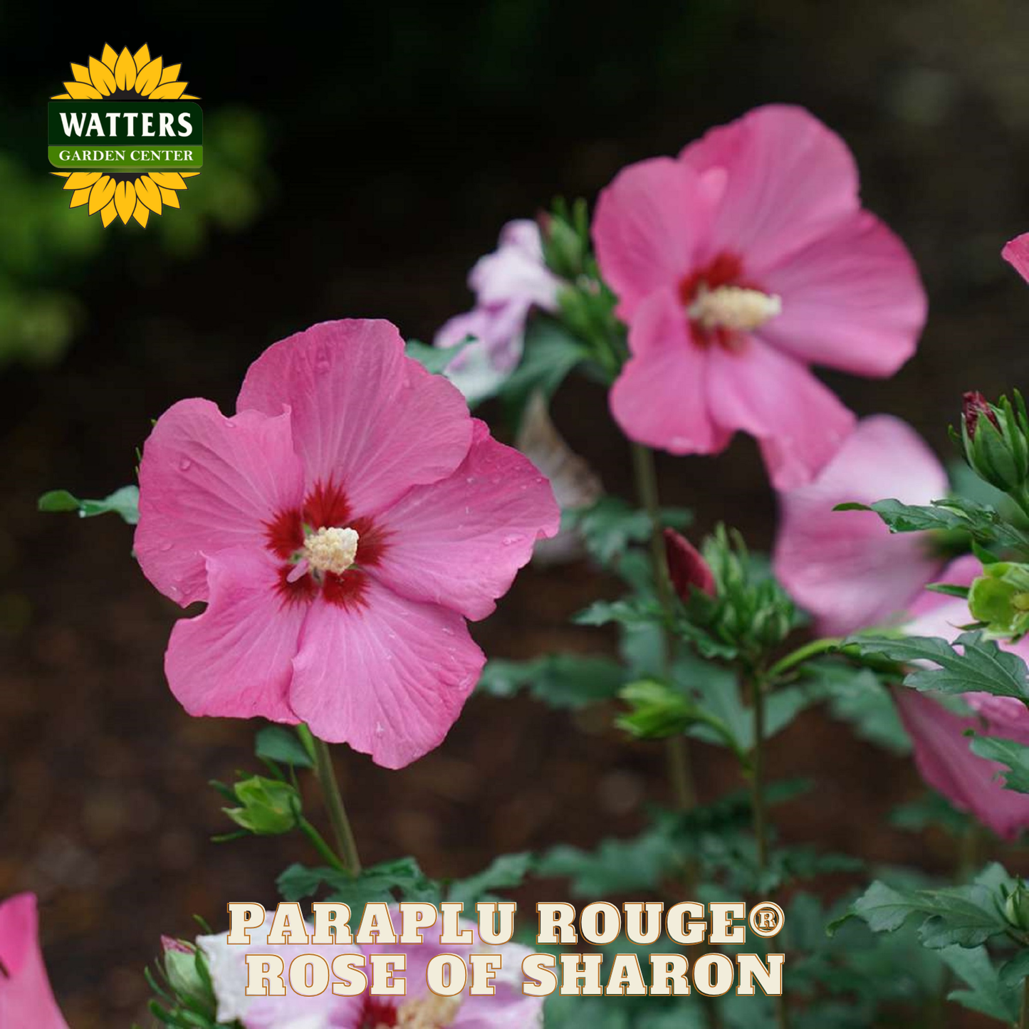 Pink flowers with 'Watters Garden Center' logo and 'Paraplu Rouge Rose of Sharon' text.