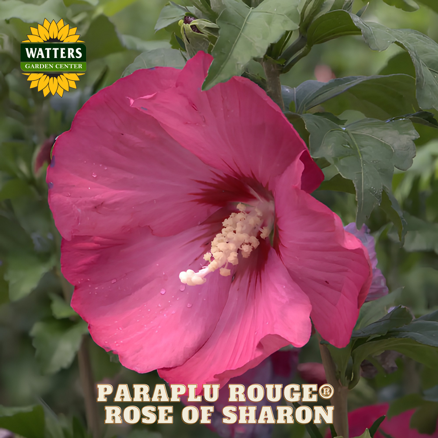 Pink flower with green leaves and Watters Garden Center logo.
