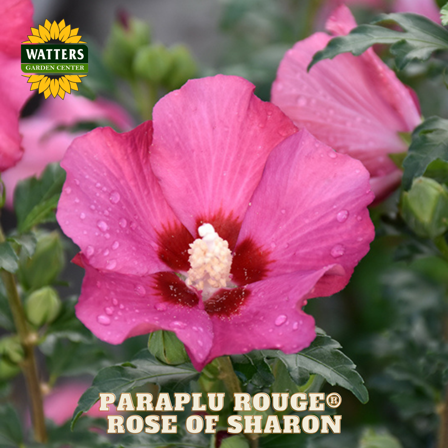 Pink flower with red center and green leaves, labeled 'Paraplu Rouge Rose of Sharon' with Watters Garden Center logo.