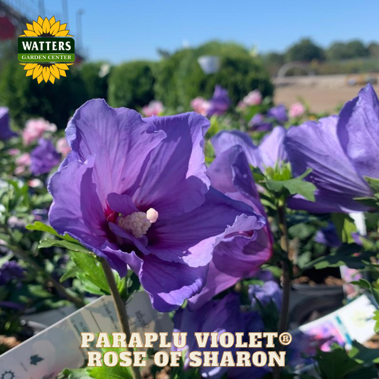 Purple flower with 'Watters Garden Center' logo and 'Paraplu Violet Rose of Sharon' text.