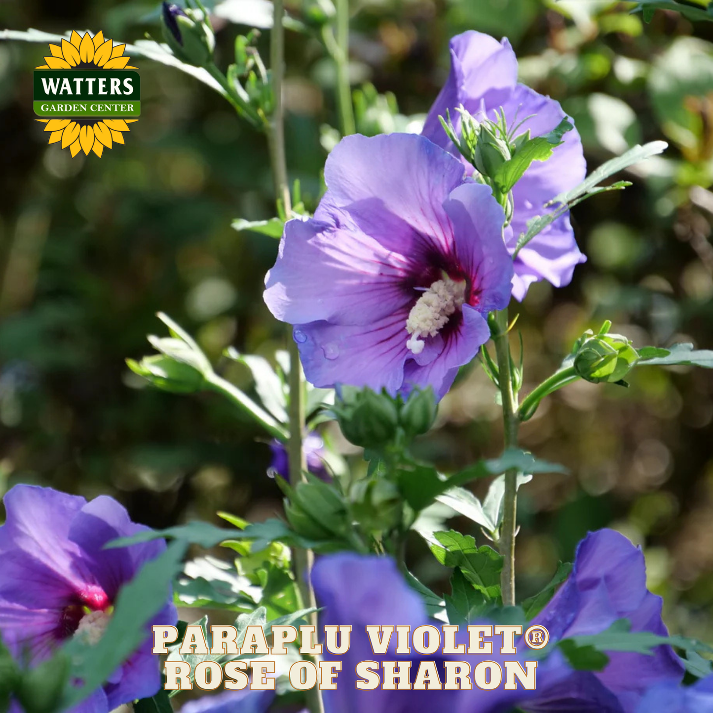 Purple flower with green leaves and Watters Garden Center branding.