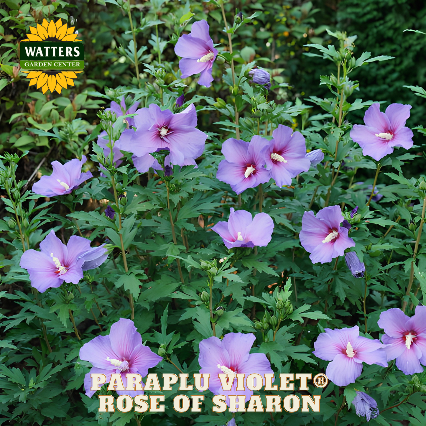 Purple flowers with green leaves, labeled 'Paraplu Violet Rose of Sharon' from Watters Garden Center.