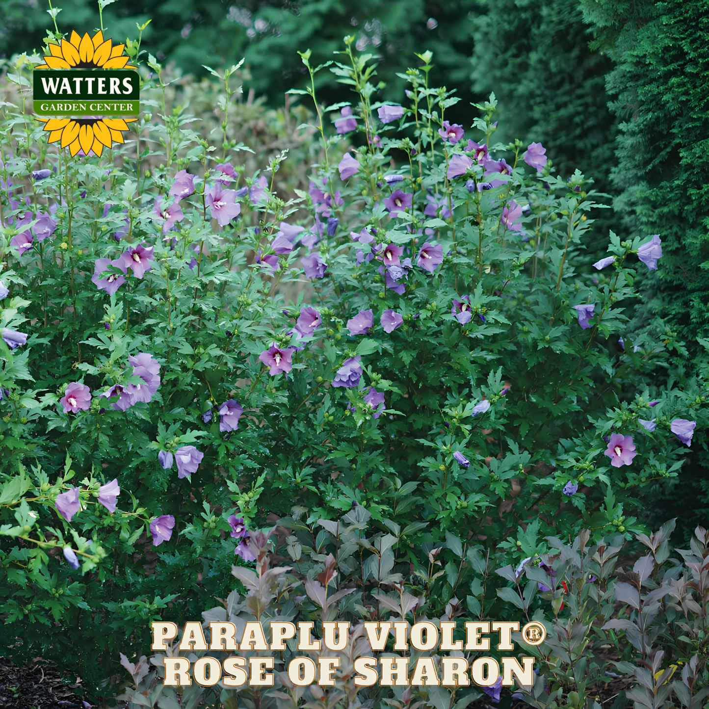 Paraplu Violet Rose of Sharon plant with Watters Garden Center branding.