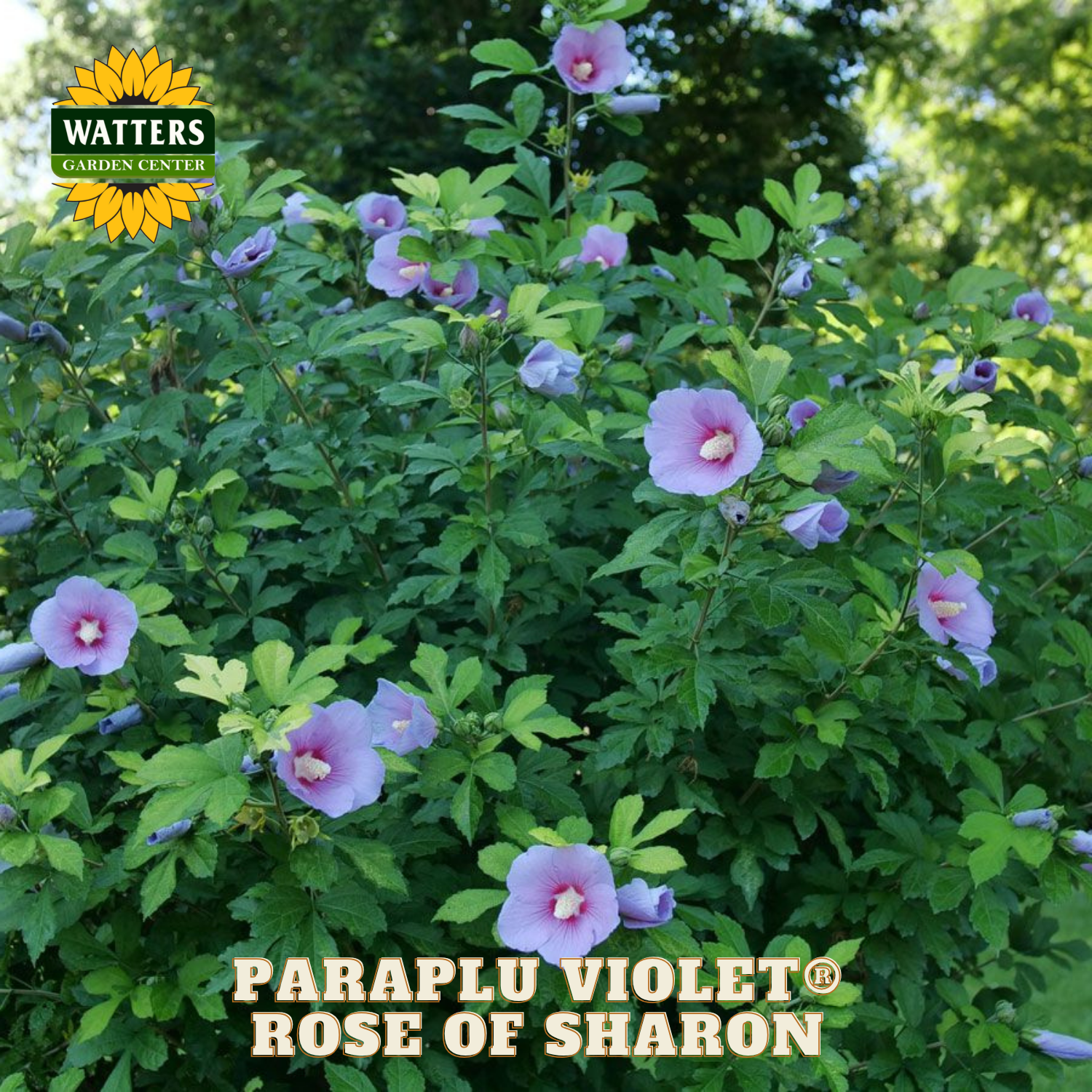 Paraplu Violet Rose of Sharon plant with green leaves and purple flowers, branded with Watters Garden Center.