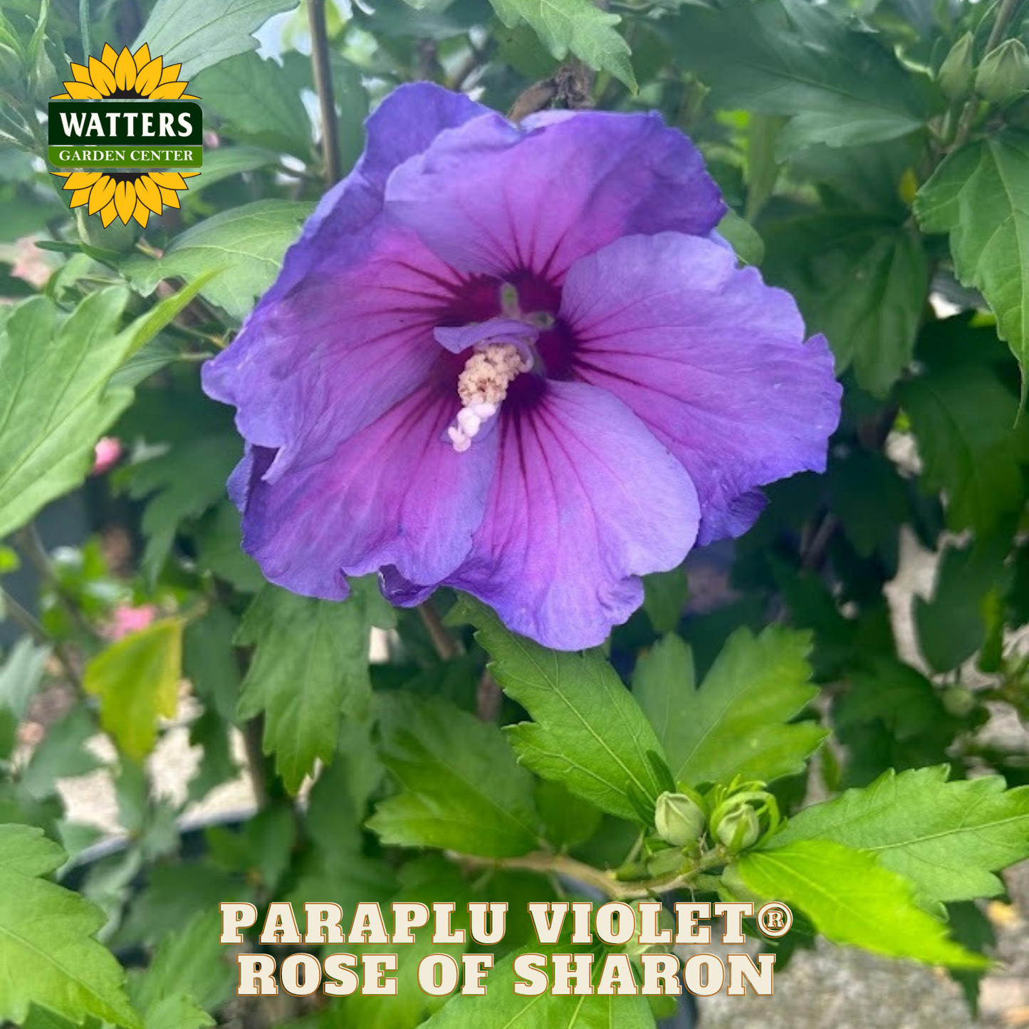 Purple flower with green leaves and Watters Garden Center logo.