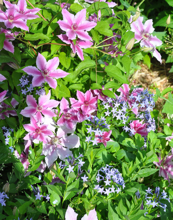 BOULEVARD CHEROKEE CLEMATIS 2gal