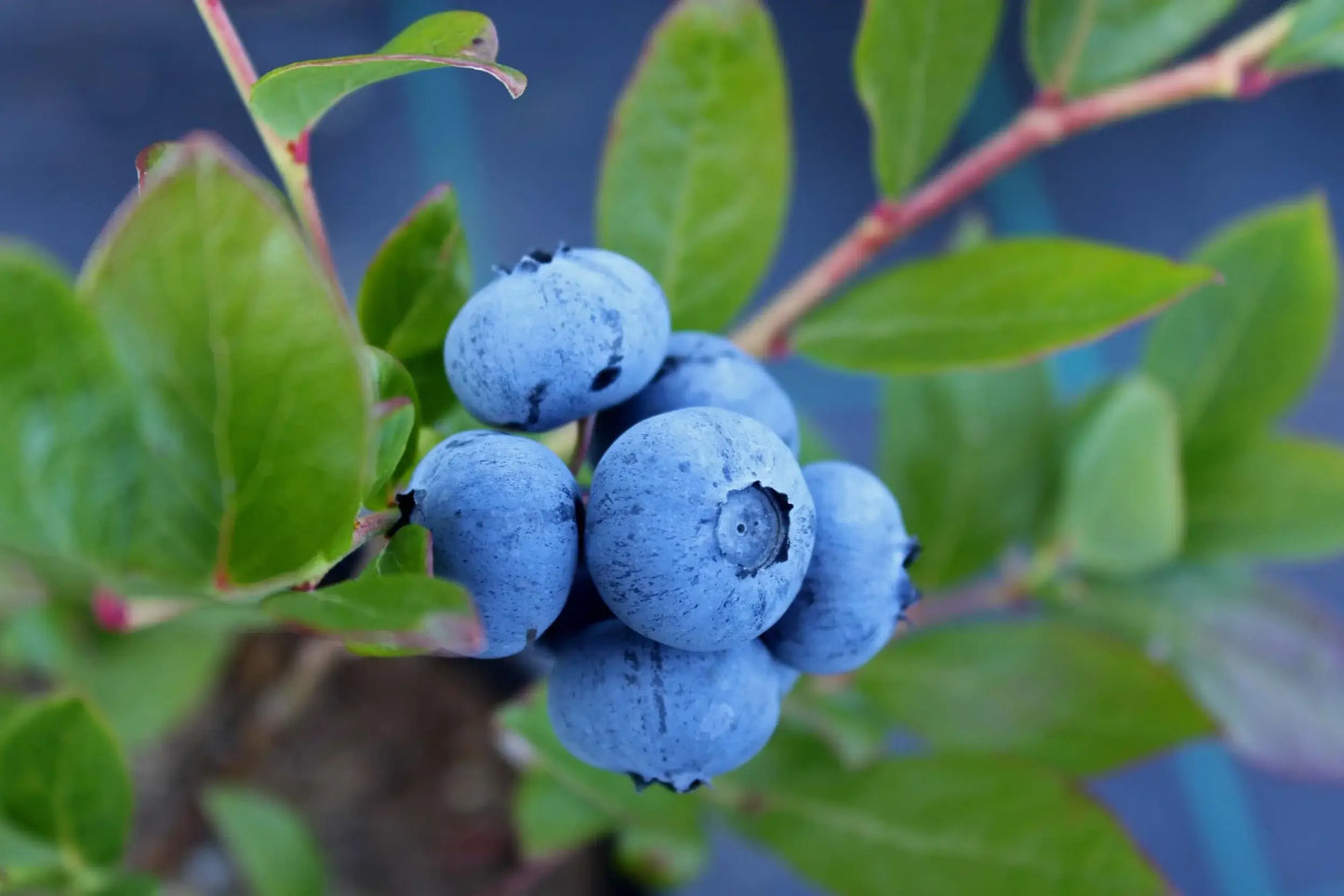 PATRIOT BLUEBERRY 2gal