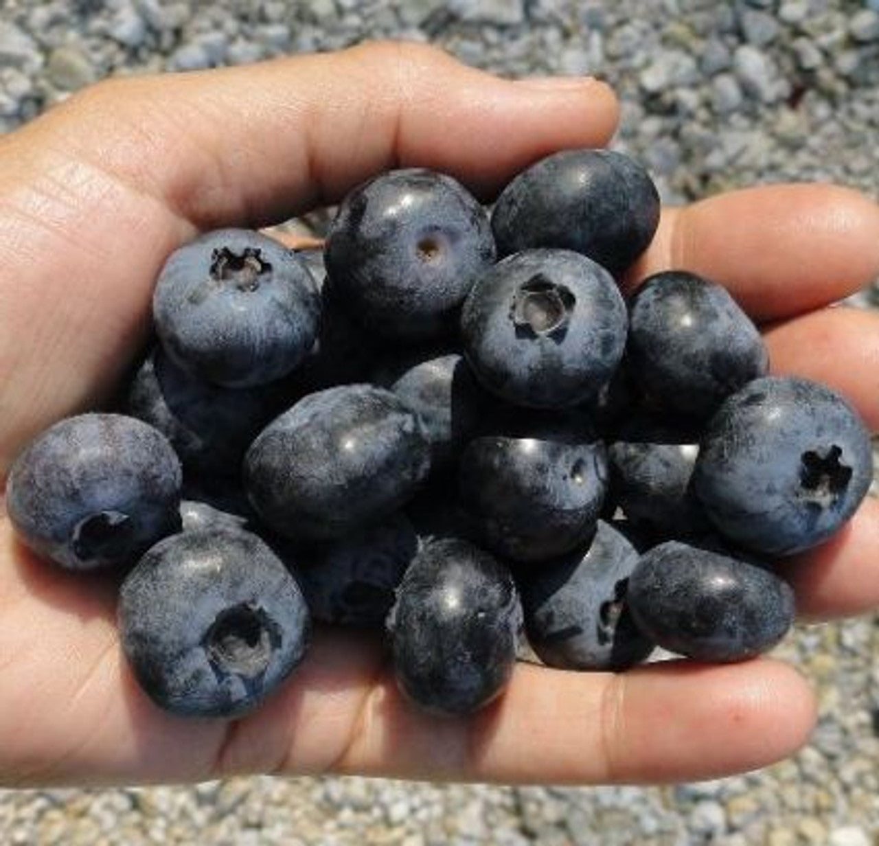 PATRIOT BLUEBERRY 2gal