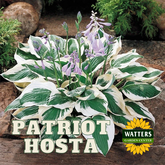 PATRIOT HOSTA 1gal