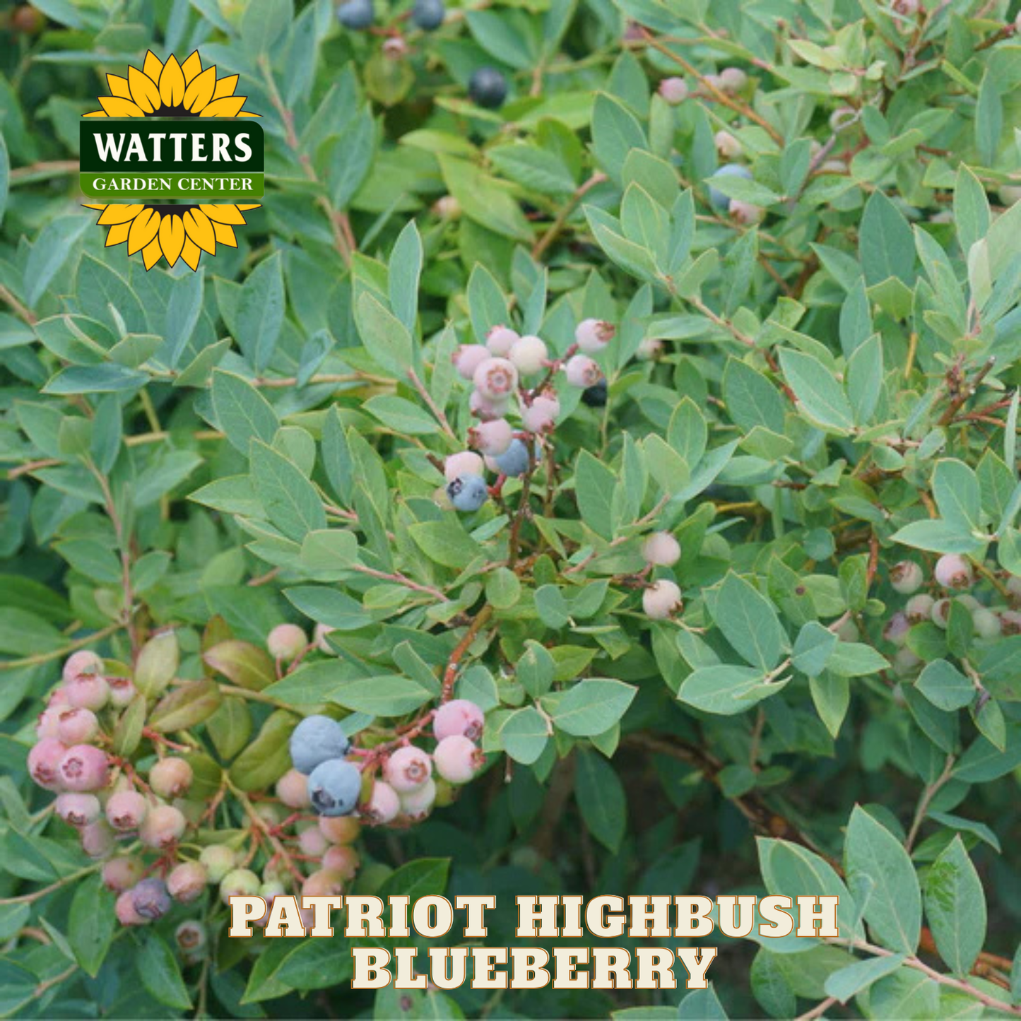 Patriot Highbush Blueberry - 1 gal 10"
