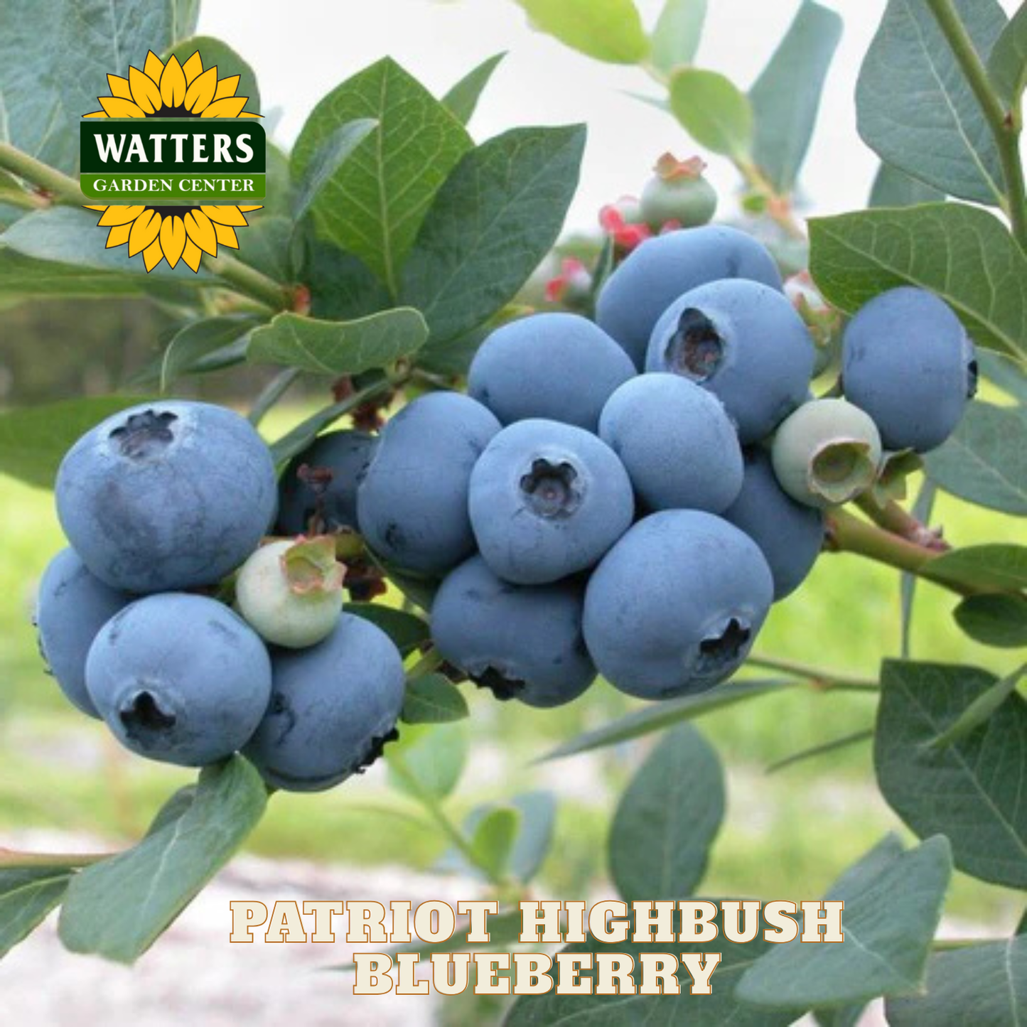 Patriot Highbush Blueberry - 1 gal 10"
