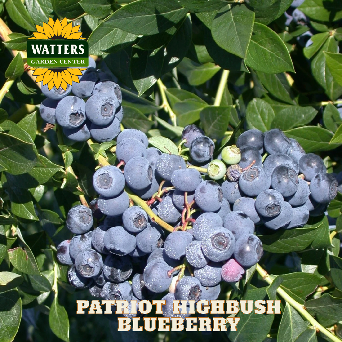 Patriot Highbush Blueberry - 1 gal 10"