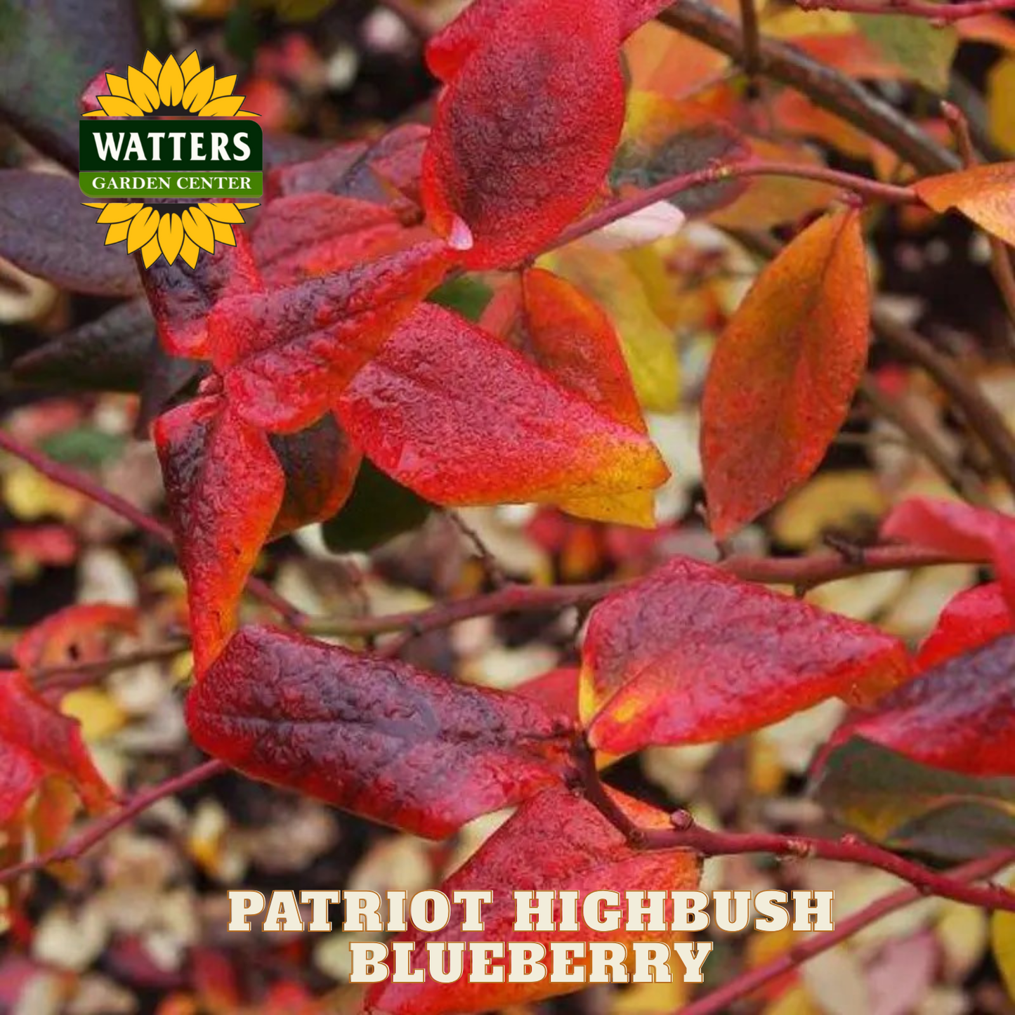 Patriot Highbush Blueberry - 1 gal 10"